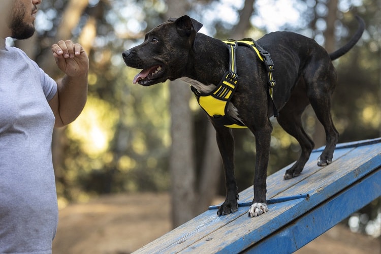arnes para perros