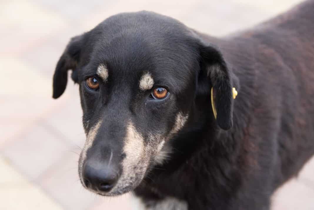 Perro maltratado y callejero negro mirando a cámara con cara triste