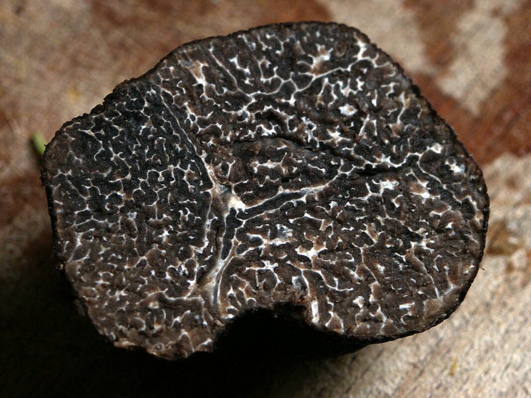 Trufa negra partida por la mitad