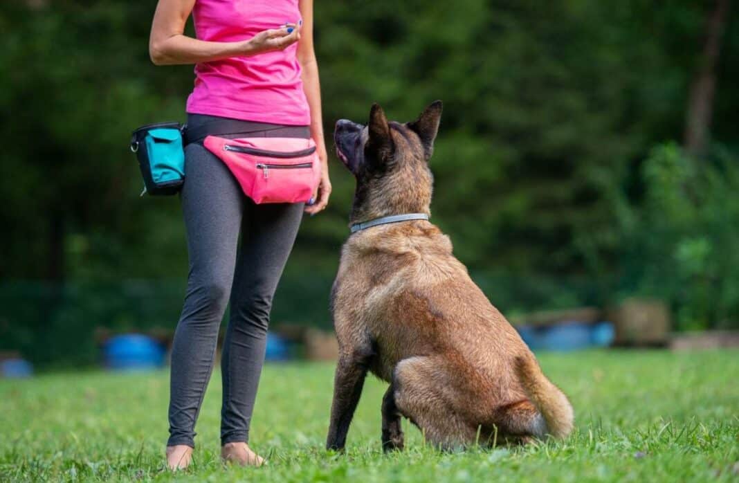 adiestramiento perros