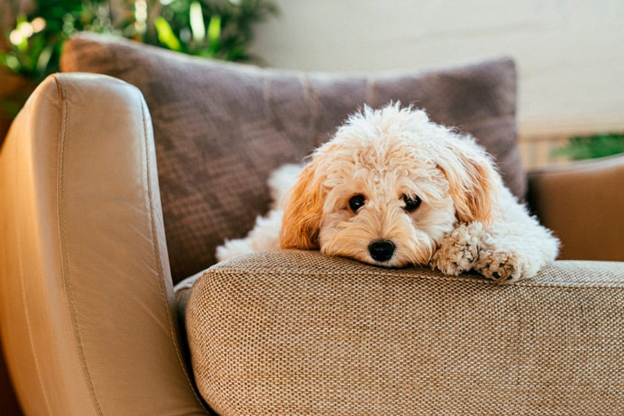 Perro tumbado en sofá
