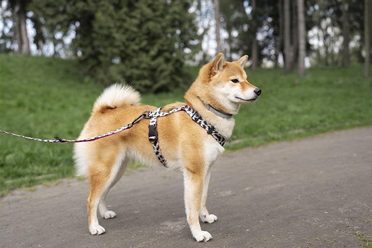 arnes para perro seguro